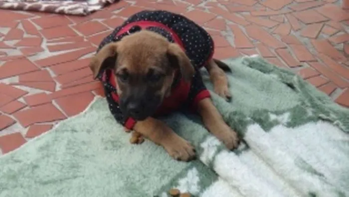 Cachorro ra a SRD idade 2 a 6 meses nome Tiguana