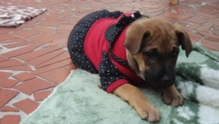 Cachorro ra a SRD idade 2 a 6 meses nome Tiguana