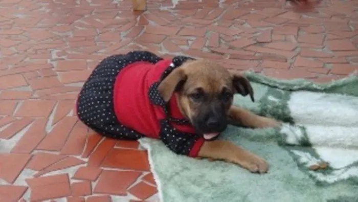 Cachorro ra a SRD idade 2 a 6 meses nome Tiguana