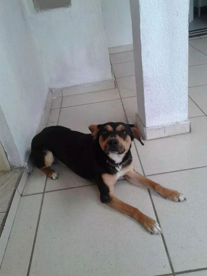 Cachorro ra a Viralata idade 1 ano nome Mike