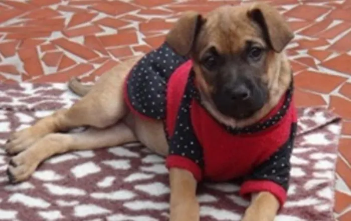 Cachorro ra a SRD idade 2 a 6 meses nome Tiguana