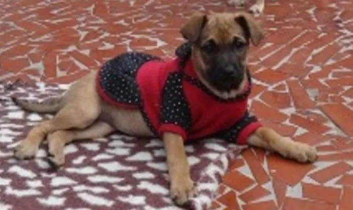 Cachorro ra a SRD idade 2 a 6 meses nome Tiguana
