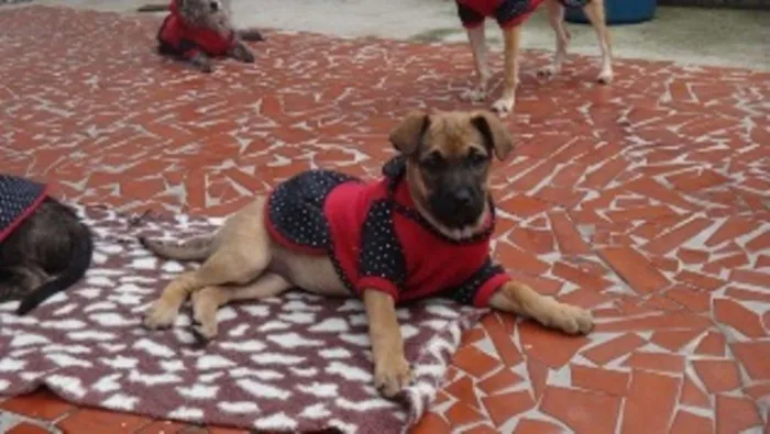 Cachorro ra a SRD idade 2 a 6 meses nome Tiguana