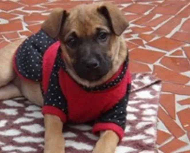 Cachorro ra a SRD idade 2 a 6 meses nome Tiguana