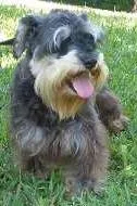 Cachorro ra a Shnauzer idade 6 ou mais anos nome EDWARD