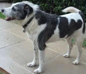 Cachorro raça SRD idade 4 anos nome Bacon