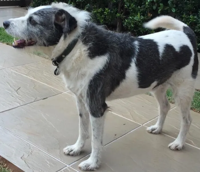 Cachorro ra a SRD idade 4 anos nome Bacon