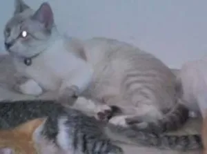 Gato raça Vira lata idade 2 a 6 meses nome Bia, Principe, Pret