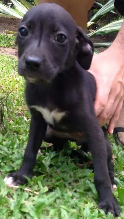 Cachorro ra a SRD idade Abaixo de 2 meses nome sem nome