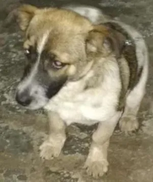 Cachorro raça Indefinida idade 7 a 11 meses nome Doris Maria