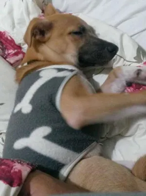 Cachorro raça SRD idade 7 a 11 meses nome Scott
