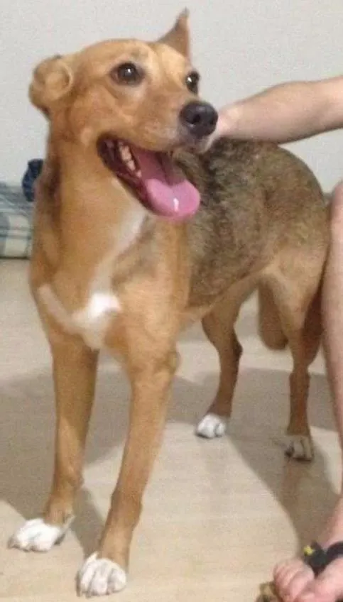Cachorro ra a Vira Lata idade 7 a 11 meses nome Desconhecido