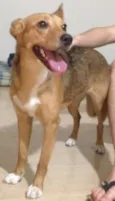 Desconhecido