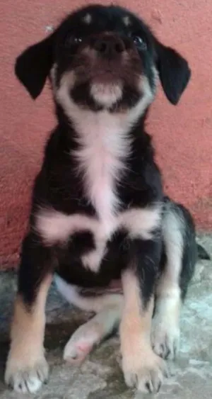 Cachorro raça Viralata idade 2 a 6 meses nome Mel