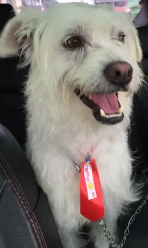 Cachorro raça Vira lata idade 4 anos nome Bethoven