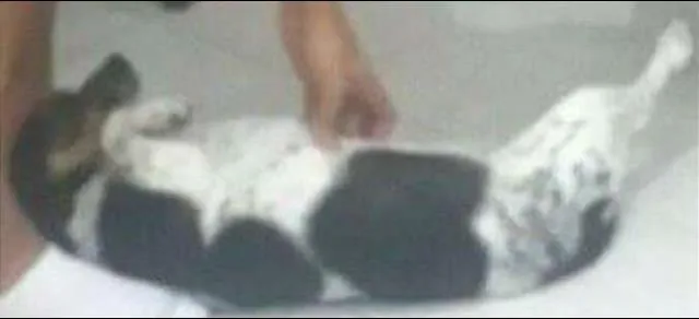 Cachorro raça Indefinida idade 6 ou mais anos nome Lulu