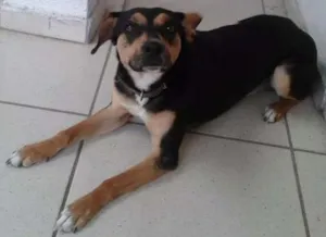 Cachorro raça Viralata idade 1 ano nome Mike