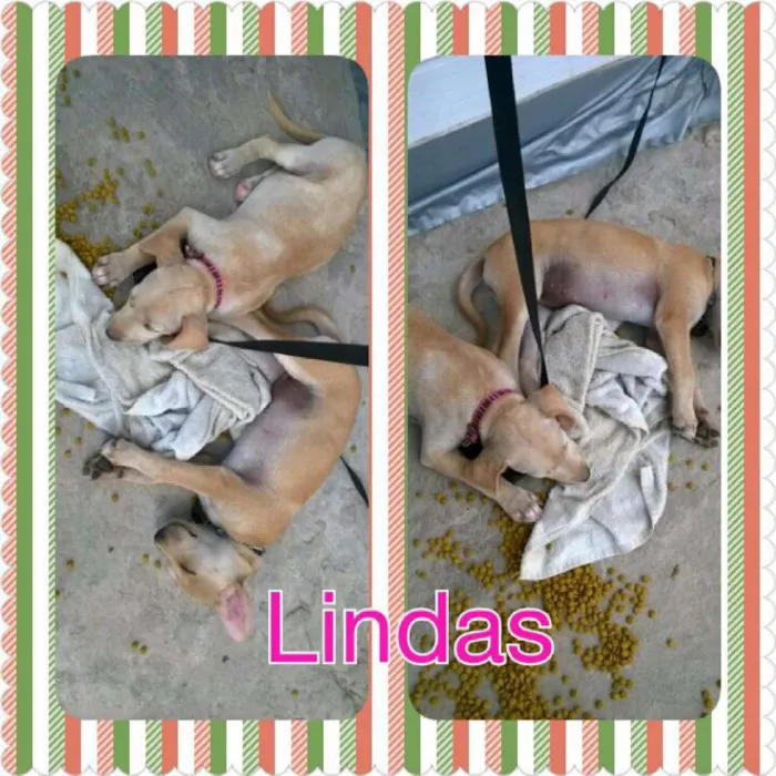 Cachorro ra a rafeiro(vira-lata) idade 2 a 6 meses nome Ruth/Tamires