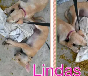 Cachorro raça rafeiro(vira-lata) idade 2 a 6 meses nome Ruth/Tamires