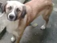 Bolinha