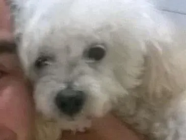 Cachorro ra a Poodle idade 6 ou mais anos nome Bolinha