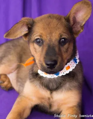 Cachorro raça SRD idade 2 a 6 meses nome Hortelã