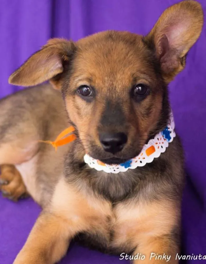 Cachorro ra a SRD idade 2 a 6 meses nome Hortelã