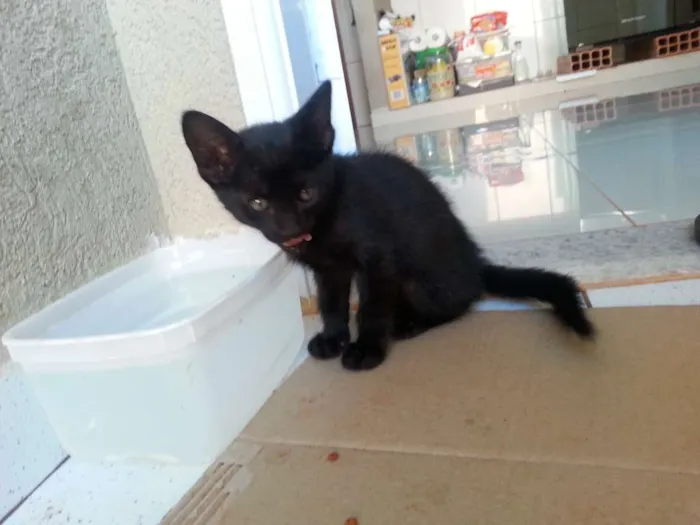 Gato ra a  idade Abaixo de 2 meses nome FILHOTES