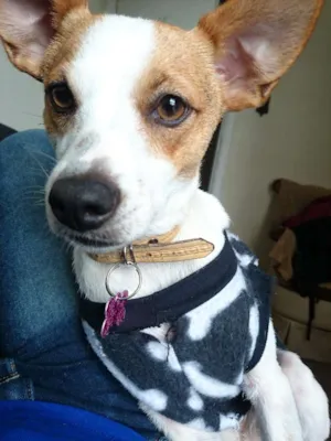 Cachorro raça SRD idade 2 anos nome Nina