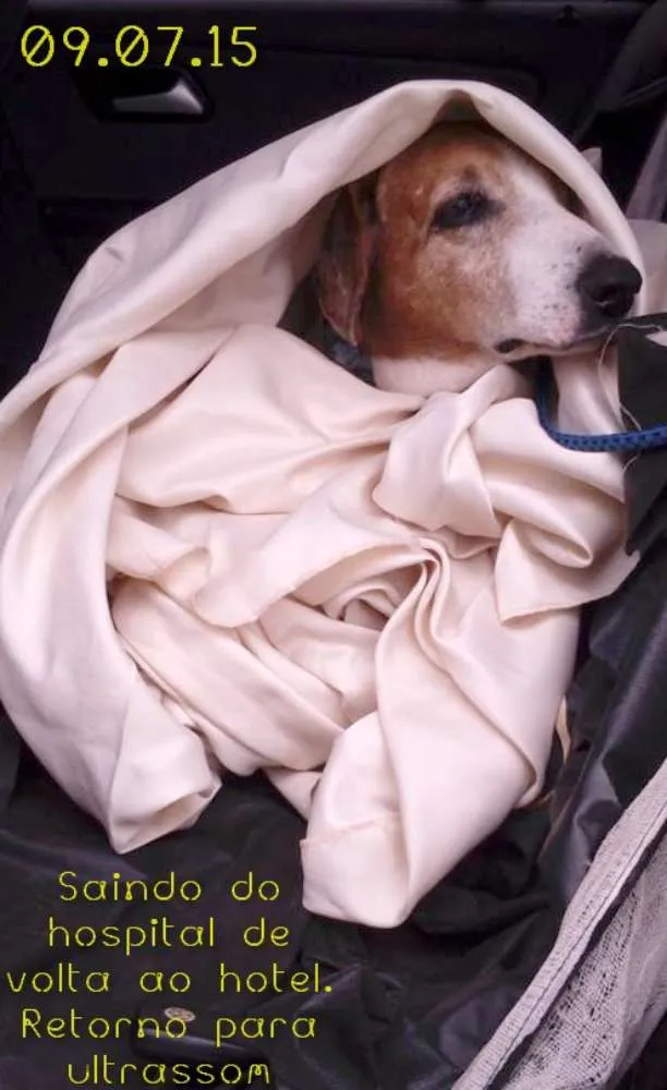 Cachorro ra a SRD idade  nome Anjo 1