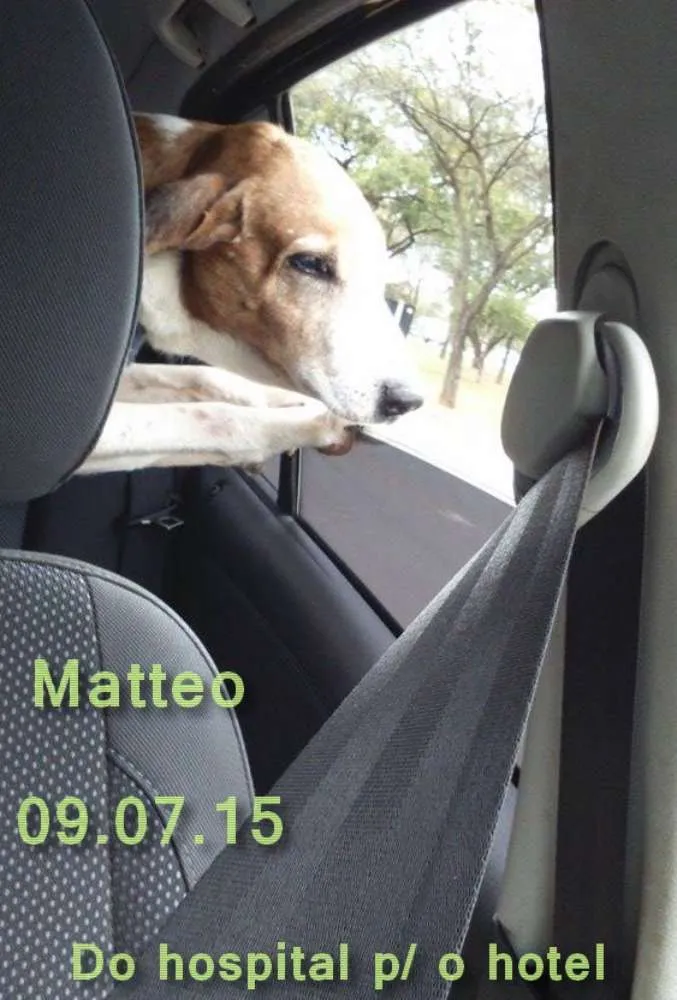 Cachorro ra a SRD idade  nome Anjo 1