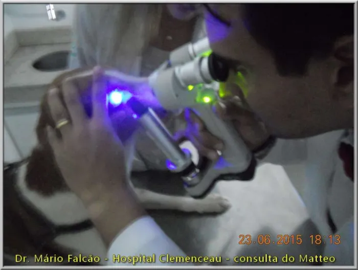 Cachorro ra a SRD idade  nome Anjo 1