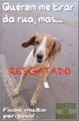 Anjo 1