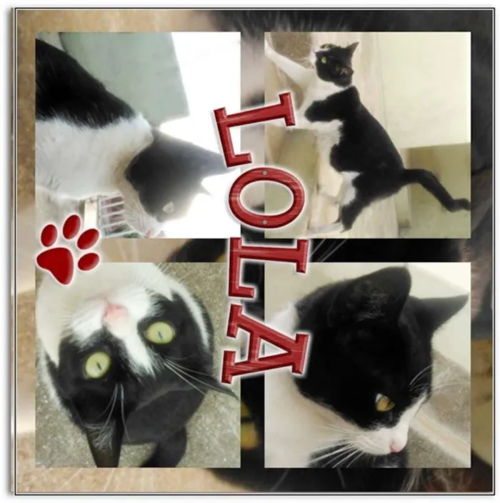 Gato ra a  idade 7 a 11 meses nome Lolla