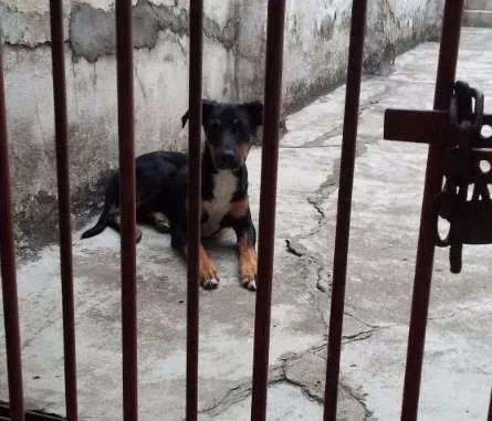 Cachorro raça SRD idade 7 a 11 meses nome Zeca