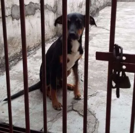 Cachorro raça SRD idade 7 a 11 meses nome Zeca