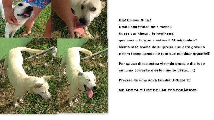 Cachorro ra a SRD idade 7 a 11 meses nome NINA