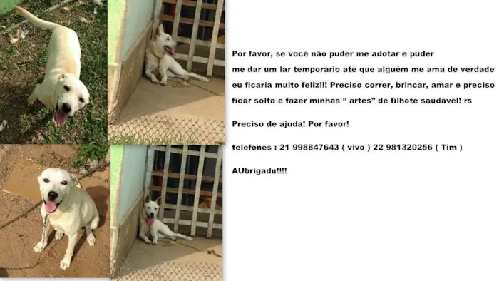 Cachorro ra a SRD idade 7 a 11 meses nome NINA