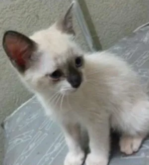 Gato raça  idade Abaixo de 2 meses nome FILHOTES