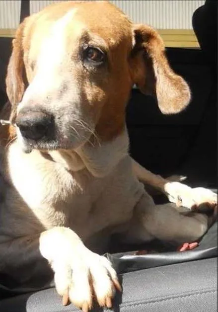 Cachorro ra a SRD idade  nome Anjo 1