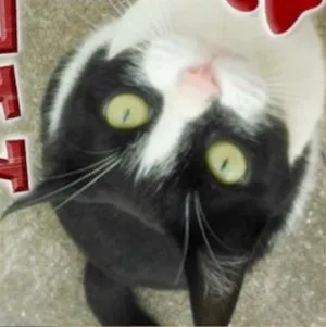 Gato raça  idade 7 a 11 meses nome Lolla