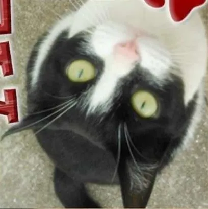 Gato ra a  idade 7 a 11 meses nome Lolla