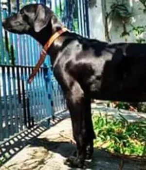 Cachorro raça Labrador idade 2 a 6 meses nome Nanquim