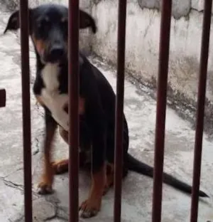 Cachorro raça SRD idade 7 a 11 meses nome Zeca