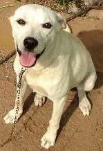 Cachorro raça SRD idade 7 a 11 meses nome NINA