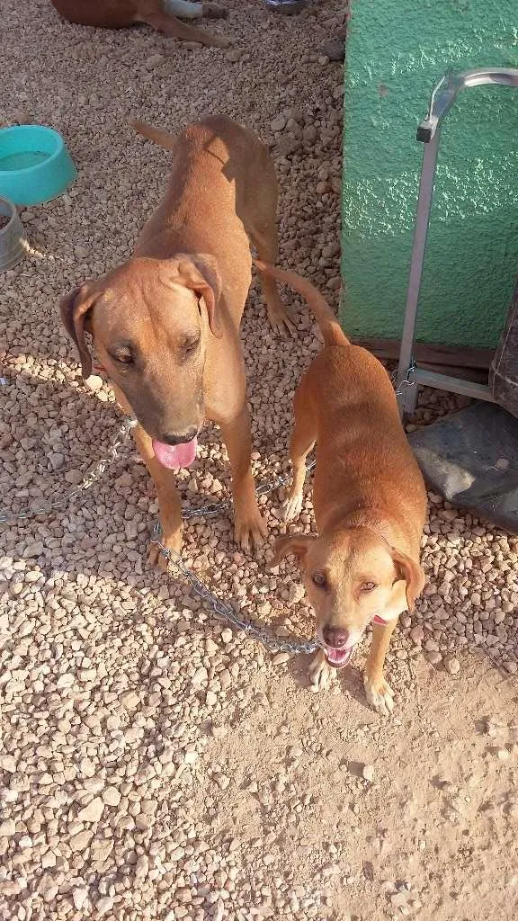 Cachorro raça SRD idade 2 anos nome Amarelinha e Amarelão