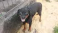 Capotinho