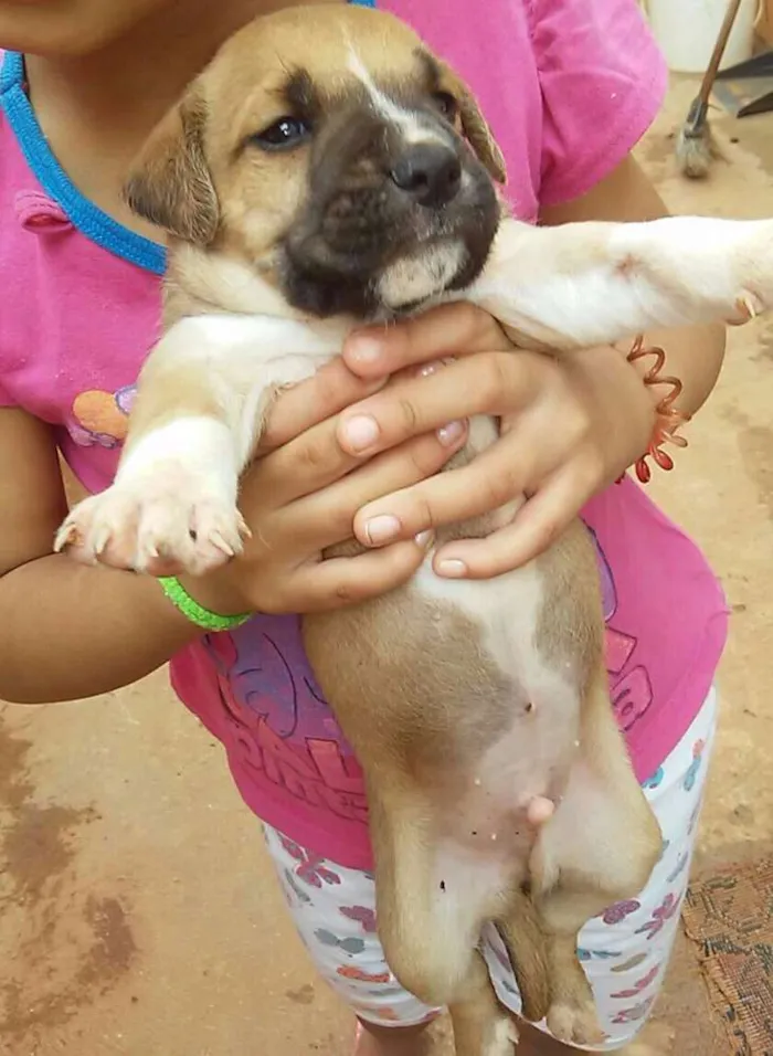 Cachorro raça sem raça definida idade Abaixo de 2 meses nome mel