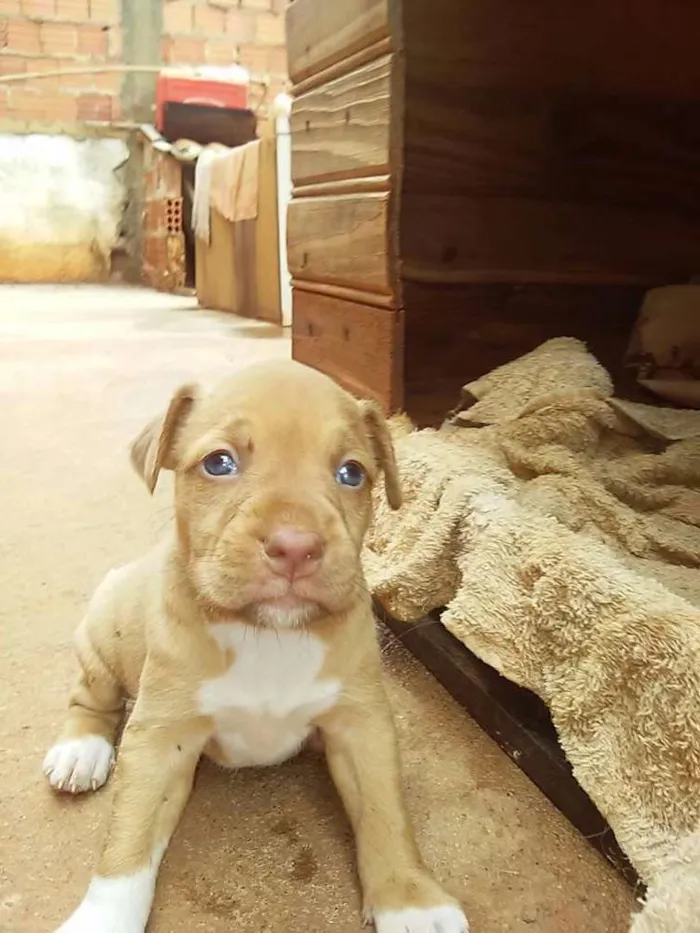 Cachorro raça sem raça definida idade Abaixo de 2 meses nome mel