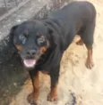 Capotinho